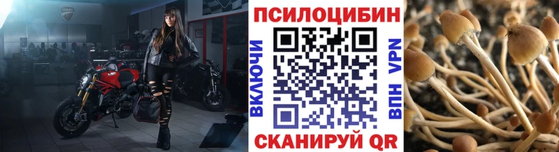 Галлюциногенные грибы Psilocybe  Донской 